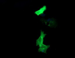 PCDH7 Antibody in Immunocytochemistry (ICC/IF)