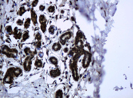 PCDH7 Antibody in Immunohistochemistry (Paraffin) (IHC (P))