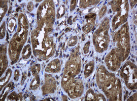 PCDH7 Antibody in Immunohistochemistry (Paraffin) (IHC (P))