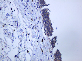 PCDH7 Antibody in Immunohistochemistry (Paraffin) (IHC (P))