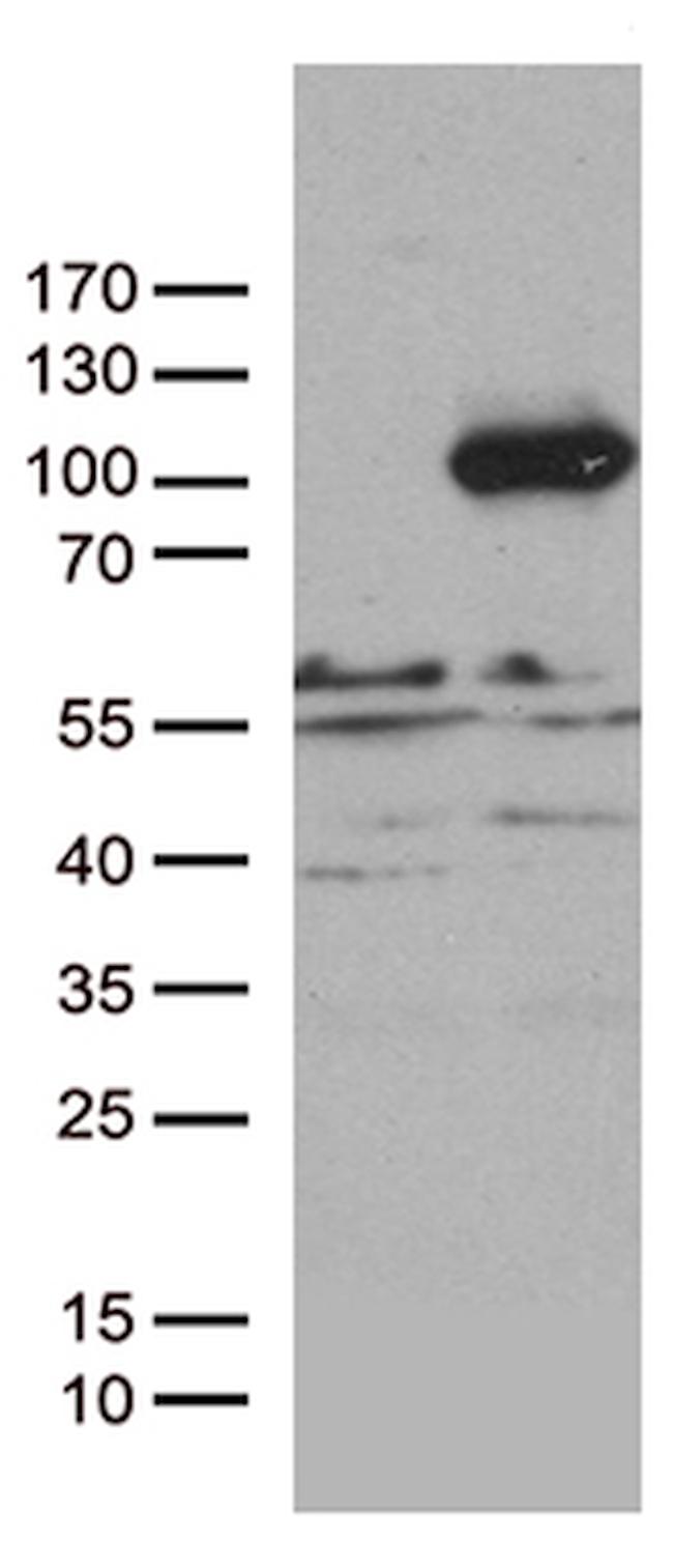 PCDHB8 Antibody in Western Blot (WB)