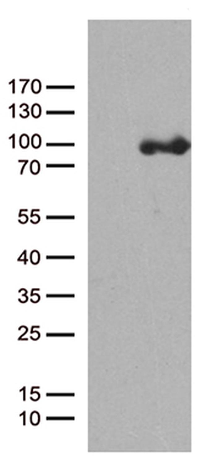 PCDHB8 Antibody in Western Blot (WB)