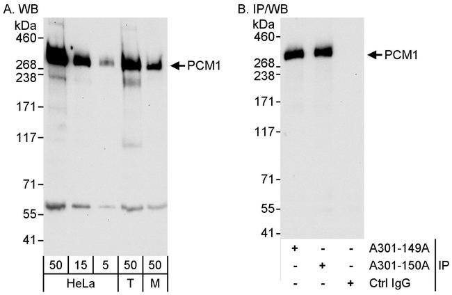 PCM1 Antibody in Western Blot (WB)