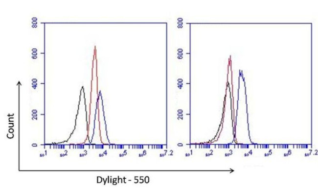 PCNA Antibody in Flow Cytometry (Flow)