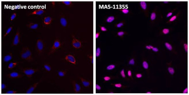 PCNA Antibody in Immunocytochemistry (ICC/IF)