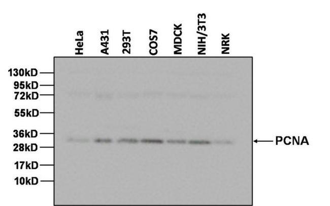 PCNA Antibody in Western Blot (WB)