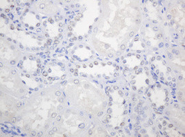 PCNA Antibody in Immunohistochemistry (Paraffin) (IHC (P))