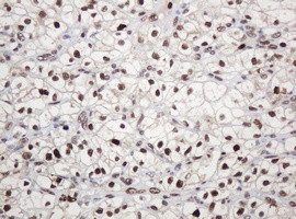 PCNA Antibody in Immunohistochemistry (Paraffin) (IHC (P))