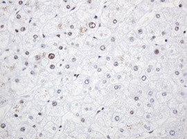 PCNA Antibody in Immunohistochemistry (Paraffin) (IHC (P))