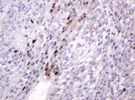 PCNA Antibody in Immunohistochemistry (Paraffin) (IHC (P))