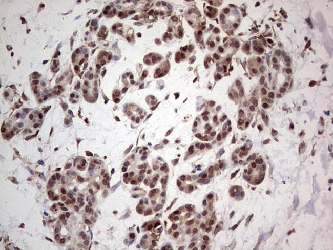 PCNA Antibody in Immunohistochemistry (Paraffin) (IHC (P))