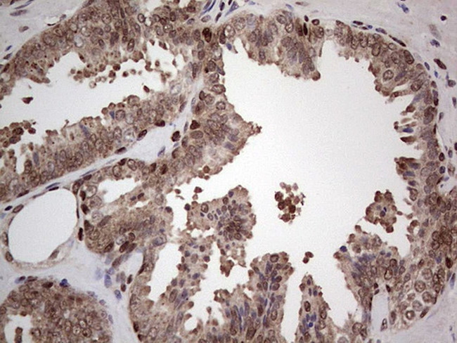 PCNA Antibody in Immunohistochemistry (Paraffin) (IHC (P))