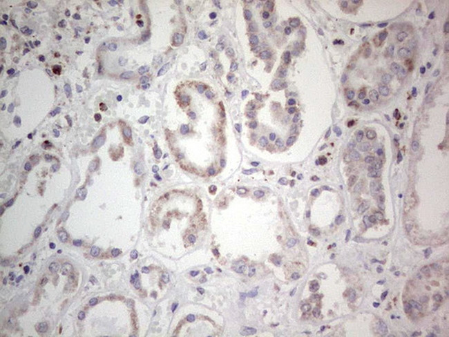 PCNA Antibody in Immunohistochemistry (Paraffin) (IHC (P))