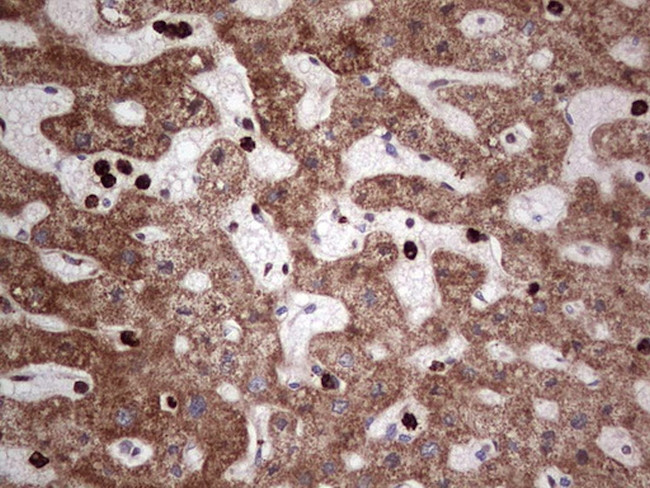 PCNA Antibody in Immunohistochemistry (Paraffin) (IHC (P))