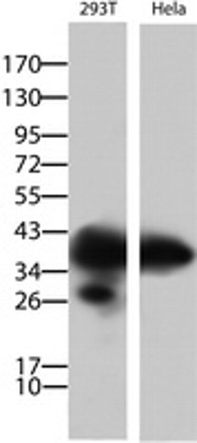 PCNA Antibody in Western Blot (WB)