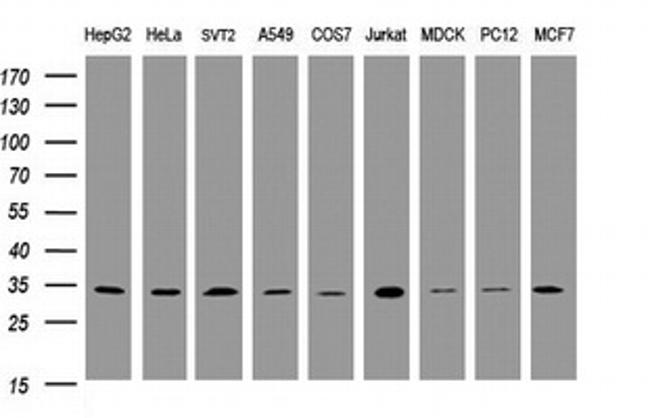 PCNA Antibody in Western Blot (WB)