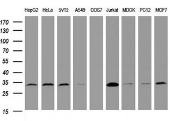 PCNA Antibody in Western Blot (WB)