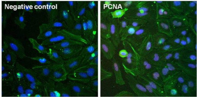 PCNA Antibody in Immunocytochemistry (ICC/IF)