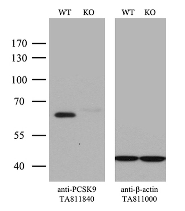 PCSK9 Antibody