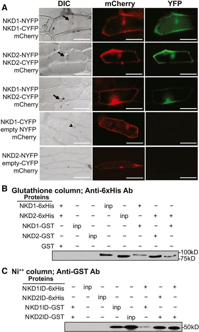 6x-His Tag Antibody in Western Blot (WB)