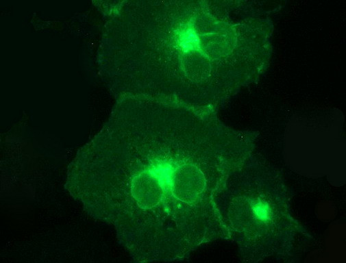 PD-L1 Antibody in Immunocytochemistry (ICC/IF)