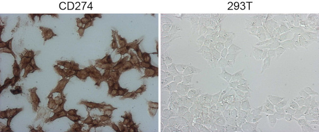 PD-L1 Antibody in Immunocytochemistry (ICC/IF)