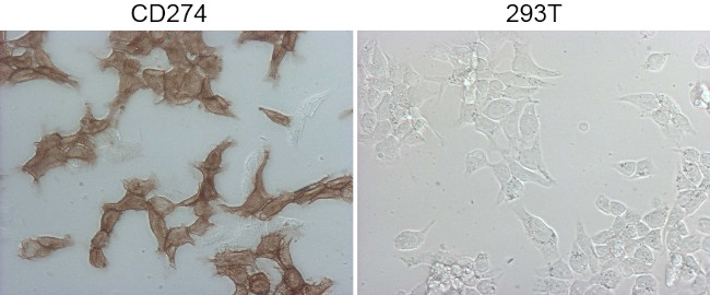 PD-L1 Antibody in Immunocytochemistry (ICC/IF)