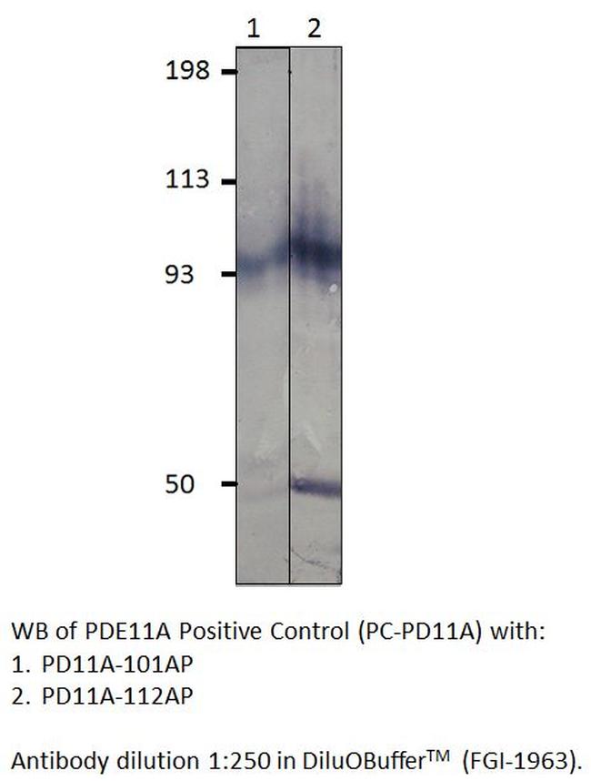 PDE11A Antibody in Western Blot (WB)