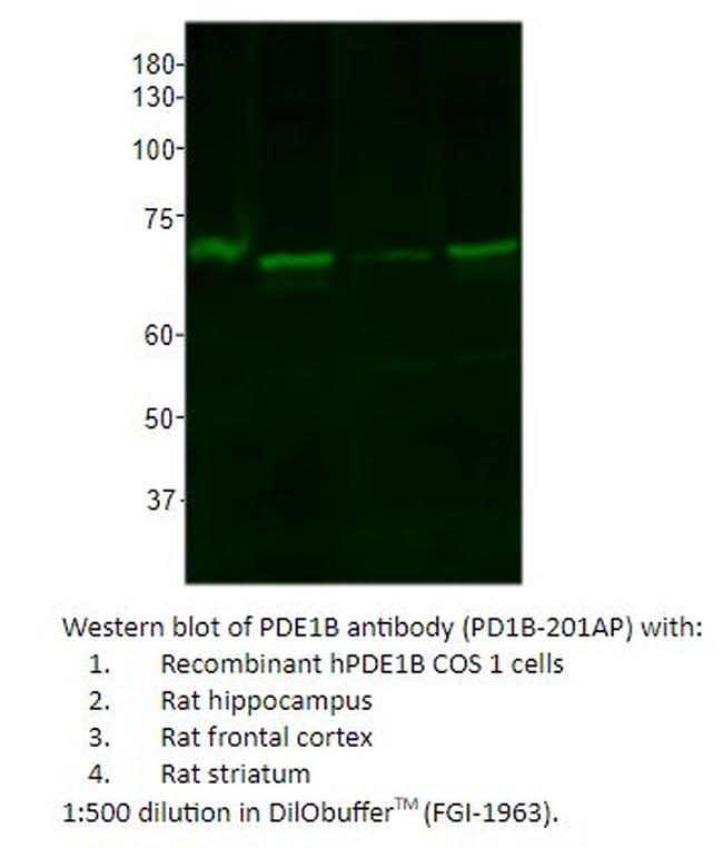 PDE1B Antibody in Western Blot (WB)