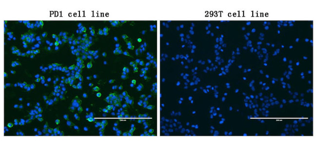 PDCD1 Antibody in Immunocytochemistry (ICC/IF)