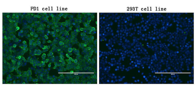 PDCD1 Antibody in Immunocytochemistry (ICC/IF)