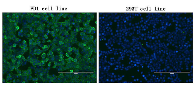 PDCD1 Antibody in Immunocytochemistry (ICC/IF)