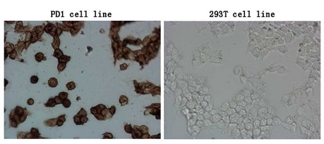 PDCD1 Antibody in Immunocytochemistry (ICC/IF)