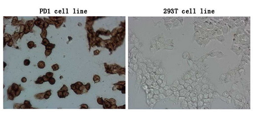 PDCD1 Antibody in Immunocytochemistry (ICC/IF)