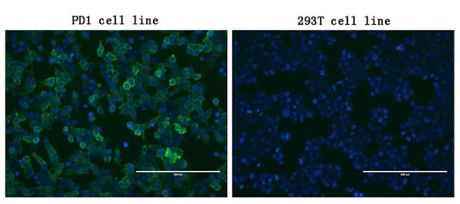 PDCD1 Antibody in Immunocytochemistry (ICC/IF)