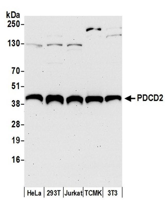 PDCD2 Antibody in Western Blot (WB)