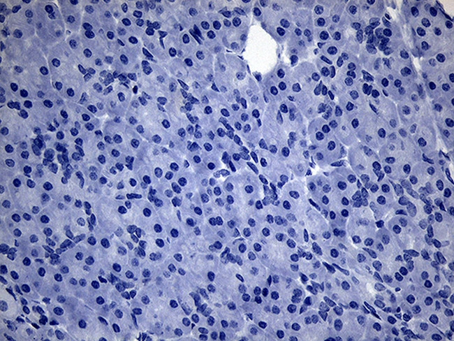 PDCL3 Antibody in Immunohistochemistry (Paraffin) (IHC (P))