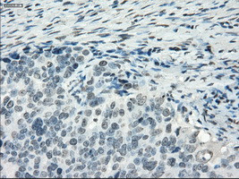 PDE10A Antibody in Immunohistochemistry (Paraffin) (IHC (P))