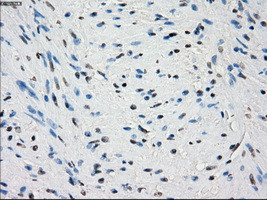 PDE10A Antibody in Immunohistochemistry (Paraffin) (IHC (P))