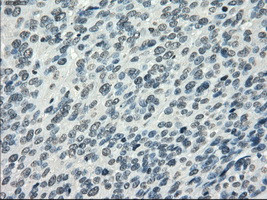 PDE10A Antibody in Immunohistochemistry (Paraffin) (IHC (P))