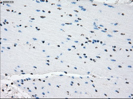 PDE10A Antibody in Immunohistochemistry (Paraffin) (IHC (P))