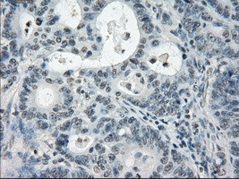 PDE10A Antibody in Immunohistochemistry (Paraffin) (IHC (P))