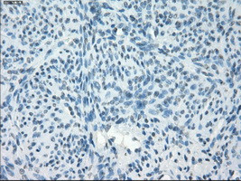 PDE10A Antibody in Immunohistochemistry (Paraffin) (IHC (P))