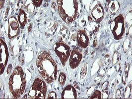 PDE1B Antibody in Immunohistochemistry (Paraffin) (IHC (P))