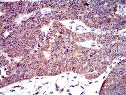 PDE1B Antibody in Immunohistochemistry (Paraffin) (IHC (P))