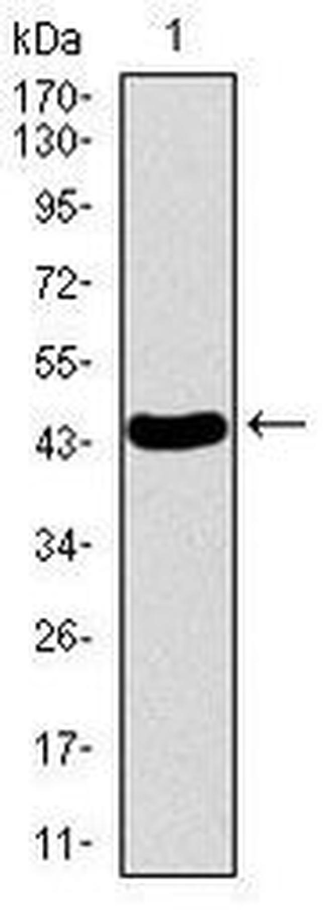 PDE1B Antibody in Western Blot (WB)