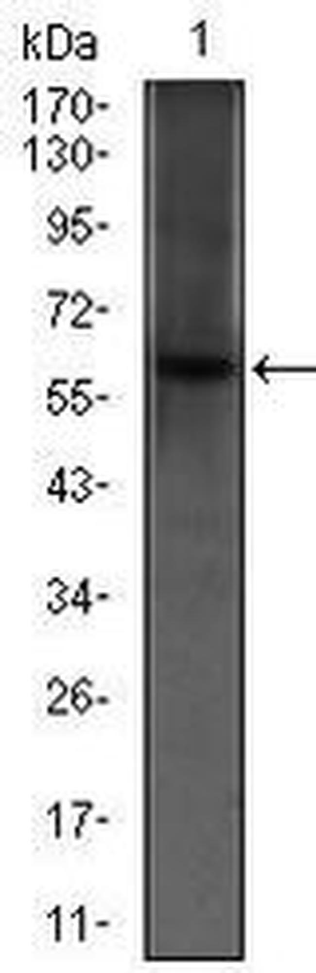 PDE1B Antibody in Western Blot (WB)