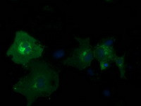 PDE2A Antibody in Immunocytochemistry (ICC/IF)