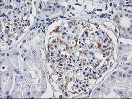 PDE2A Antibody in Immunohistochemistry (Paraffin) (IHC (P))