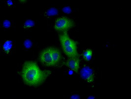 PDE4A Antibody in Immunocytochemistry (ICC/IF)